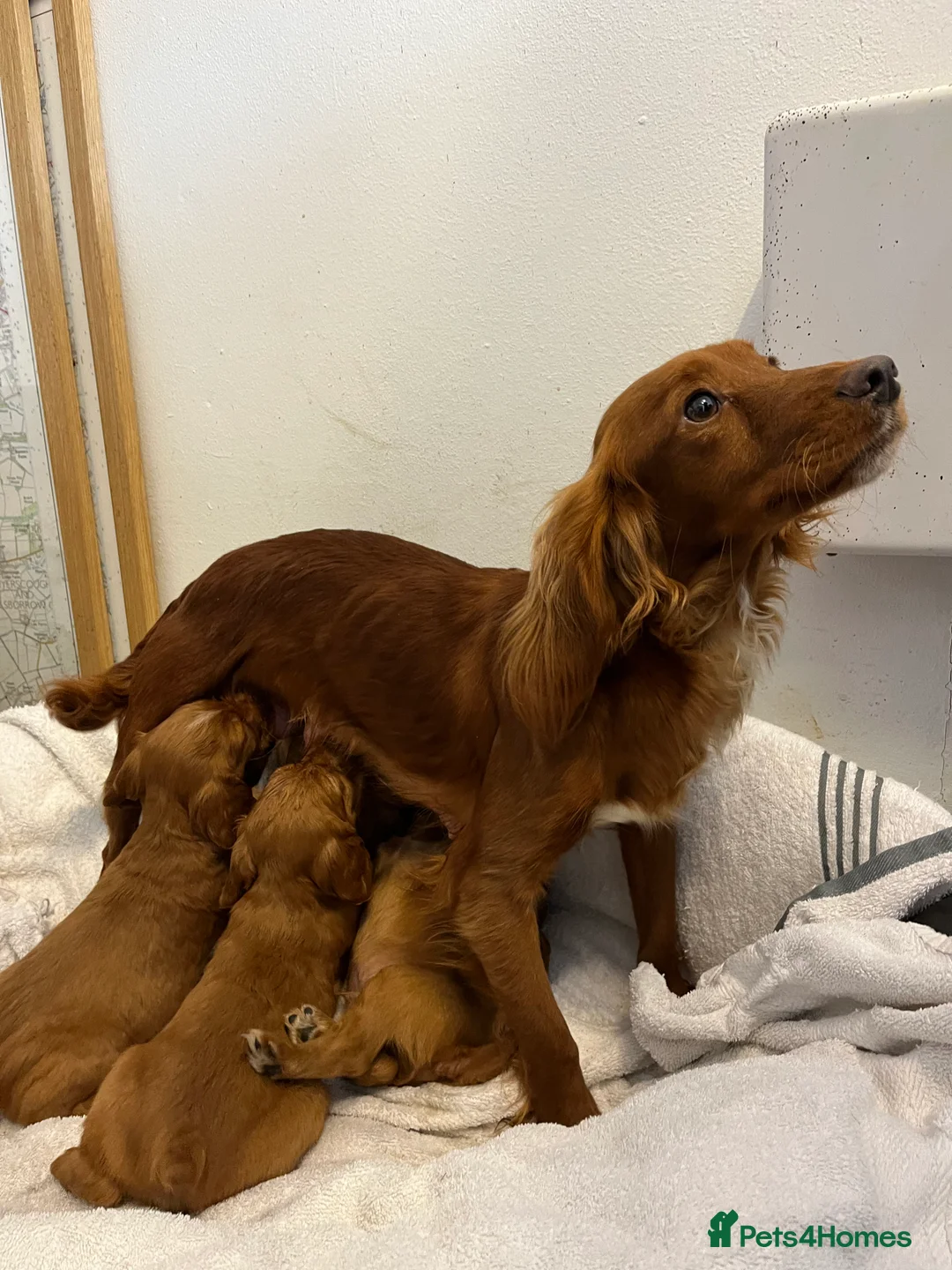 Cocker Spaniel dogs for sale: Kc Fox red, working cocker spaniels pups - Advert 5