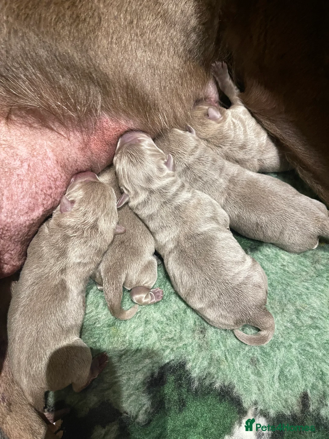 Labrador Retriever dogs for sale: Stunning pure pedigree silver labrador puppies - Advert 3