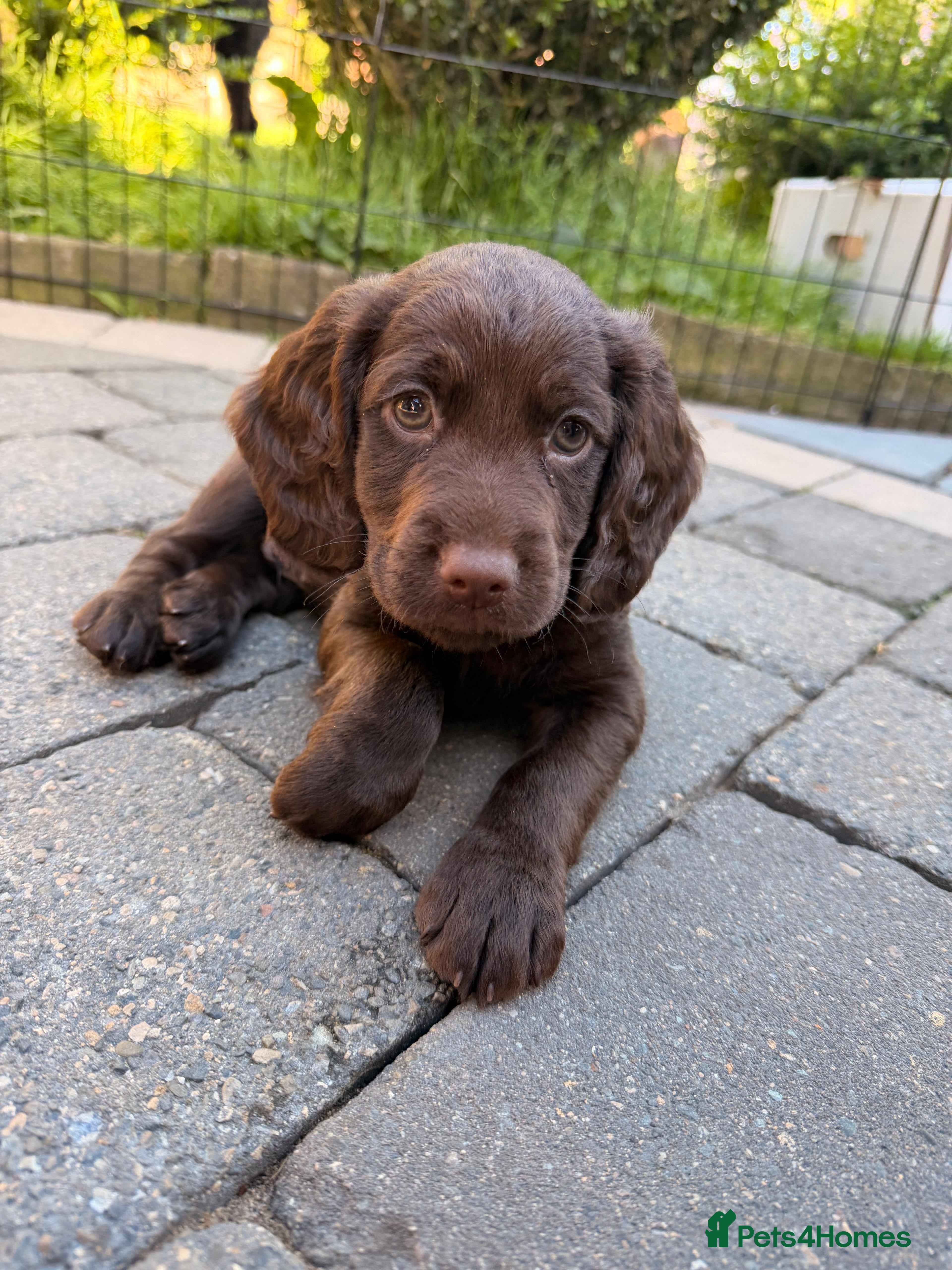 Cocker Spaniel dogs KC REGISTERED WOKRING COCKER SPANIEL PUPS  - Advert 2