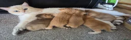 British Shorthair cats for sale: British Shorthair Golden Chinchilla Kittens - Advert 29