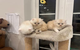 Persian cats for sale: Chinchilla kittens  - Image 28