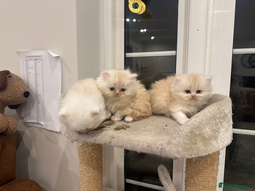 Persian cats for sale: Chinchilla kittens  - Image 28
