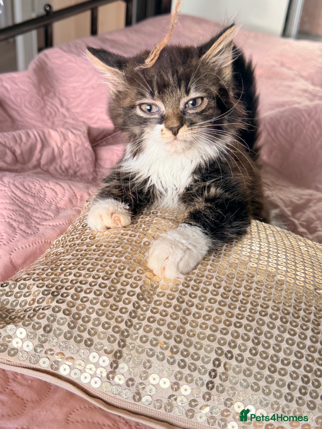 British Shorthair cats for sale: Purr-fect  **  Kittens Ready for new home - Advert 14