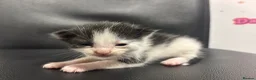 Mixed Breed cats for sale: Black & White Kittens - Advert 4