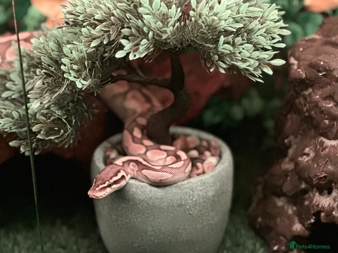 Python Snake reptiles for sale: Ball phyton - Advert 3