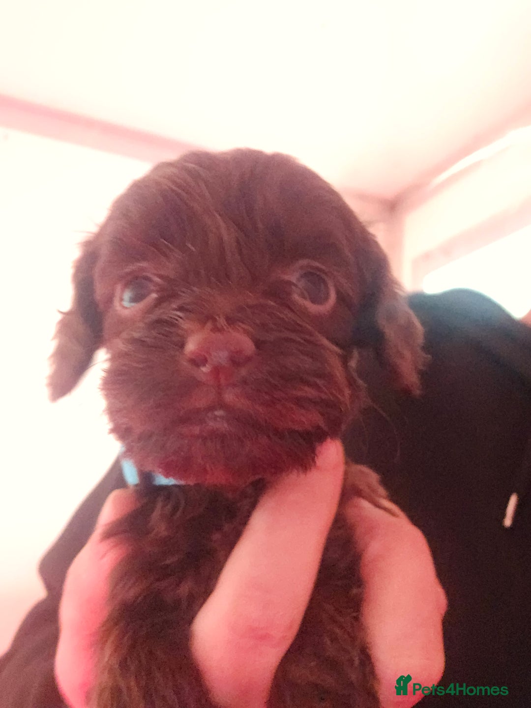 Cockapoo dogs for sale: 7 extreme quality cockapoo pups - Advert 10