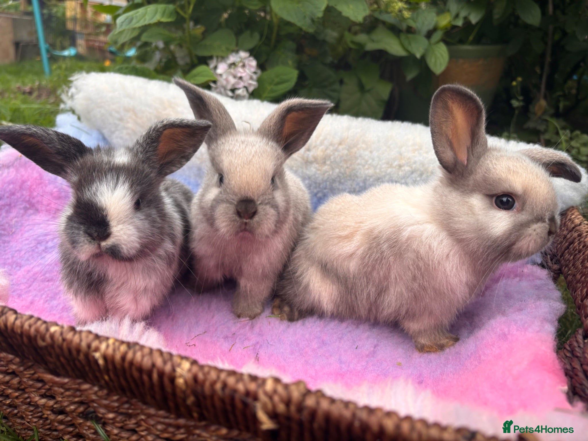 Mixed Breed rabbits Three utterly adorable bunnies available 🐰 - Advert 12