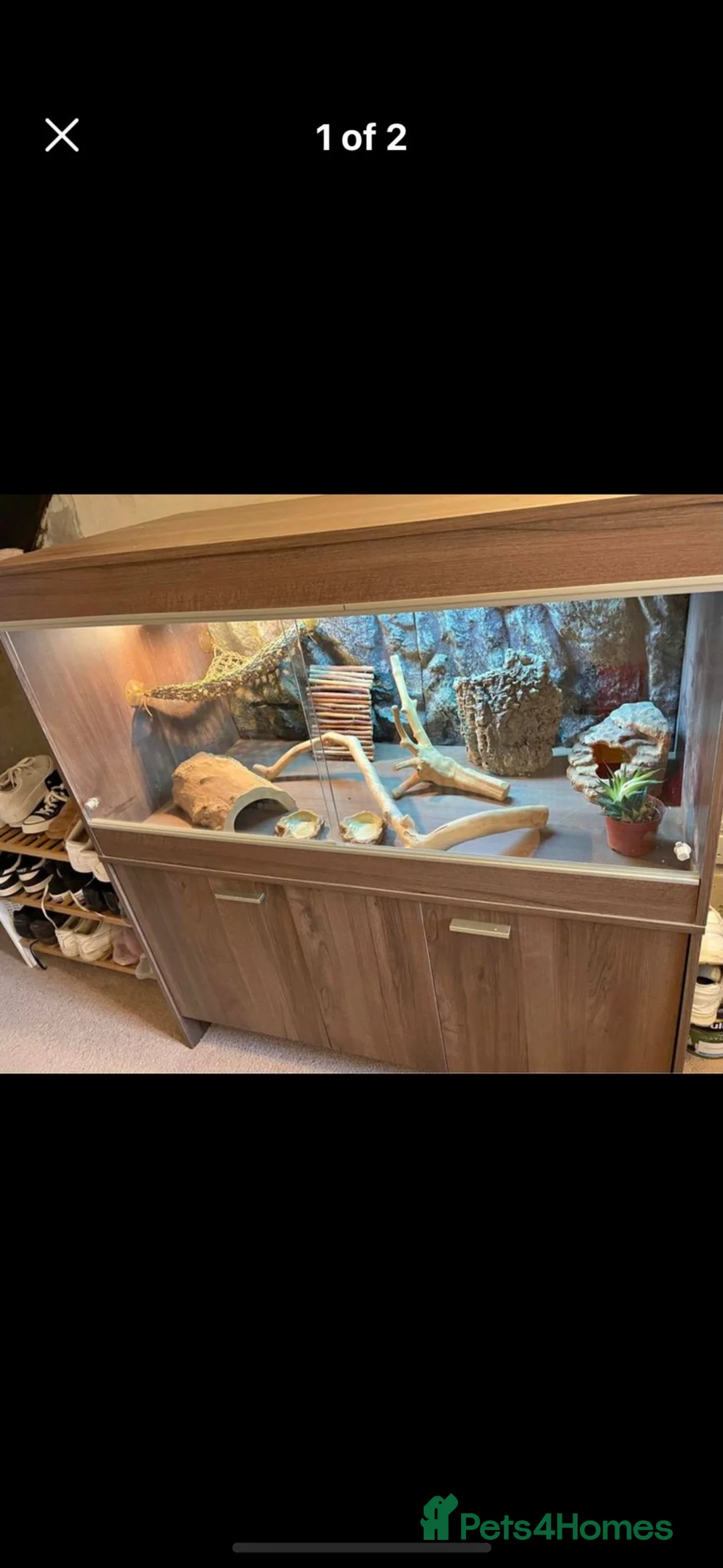 Bearded Dragon reptiles for sale: Bearded Dragon  - Advert 6