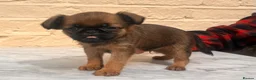 Griffon Bruxellois dogs for sale: Beautiful Brussels Griffon puppies - Advert 30