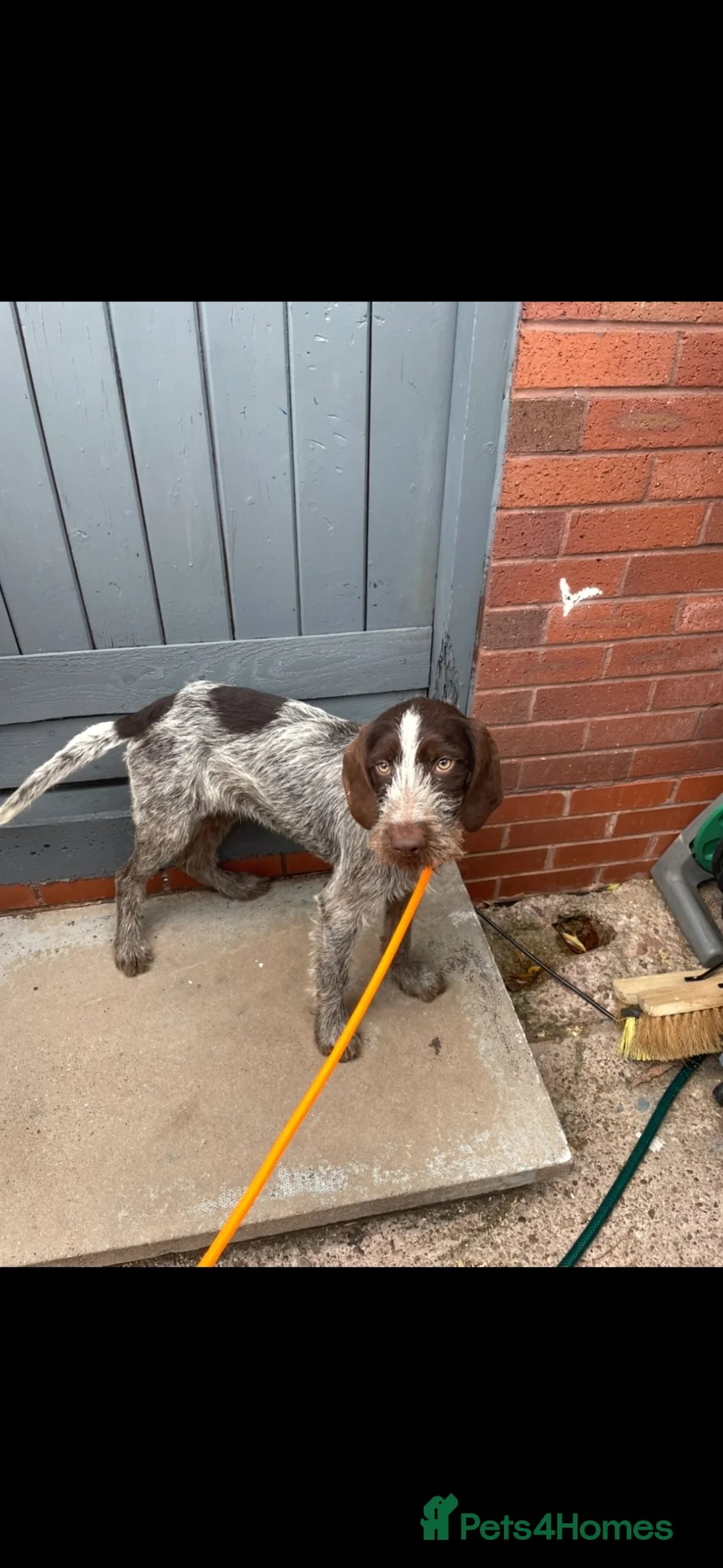 German Wirehaired Pointer dogs for sale: 2 beautiful German wired haired pointer pups - Advert 2