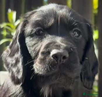 Cocker Spaniel dogs Stunning Cocker spaniel boy  - Advert 1