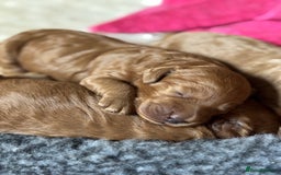 Australian Labradoodle dogs for sale: Australian Labradoodle Puppy - Image 7