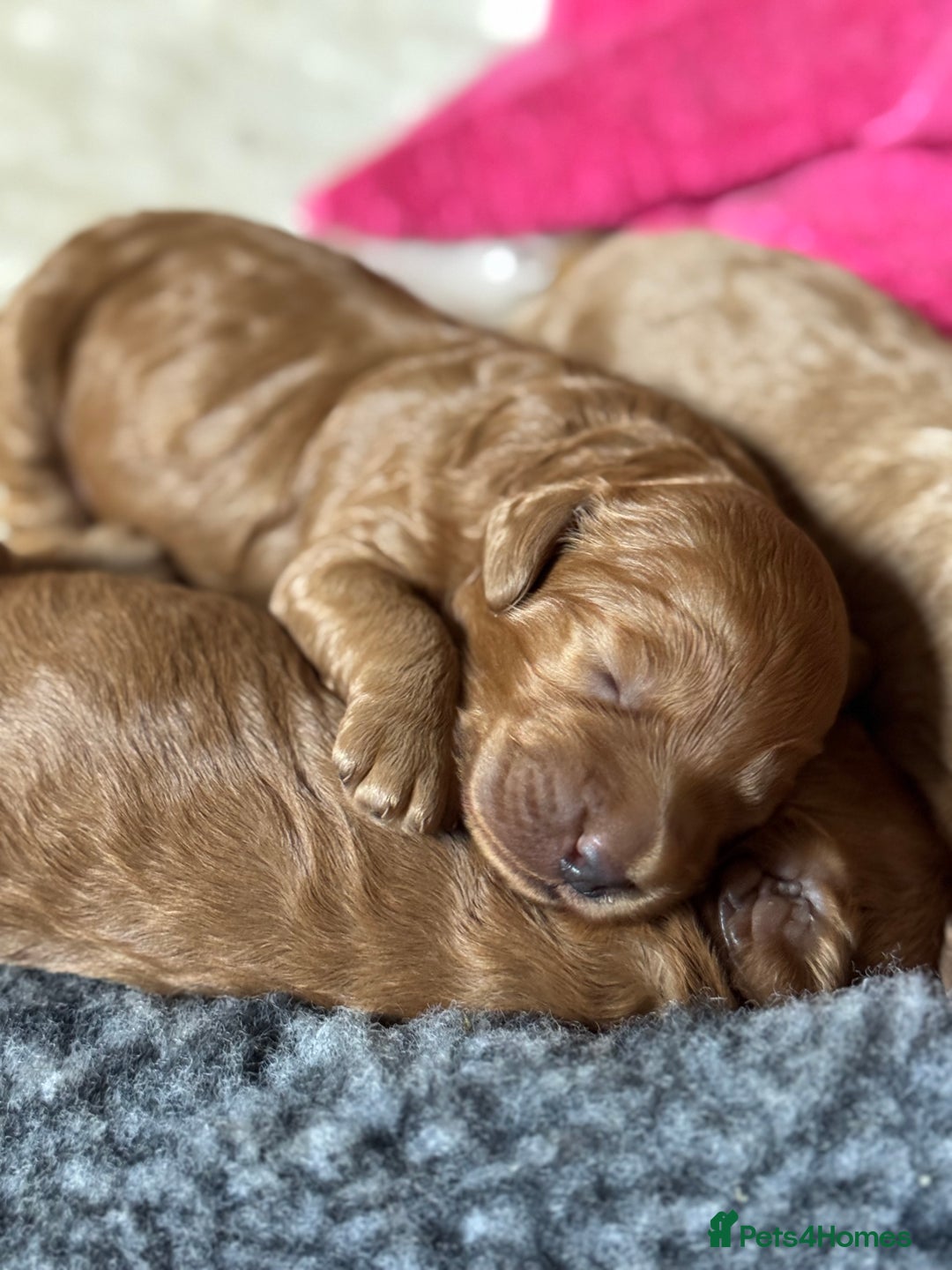 Australian Labradoodle dogs for sale: Australian Labradoodle Puppy - Image 7