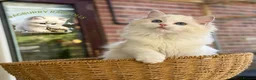 Ragdoll cats for sale: Elegant & stunning kittens  - Advert 3