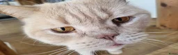 British Shorthair cats for sale: Male bsh  in Scunthorpe - Advert 3