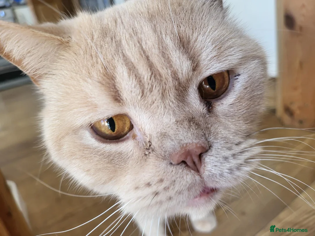 British Shorthair cats for sale: Male bsh  in Scunthorpe - Advert 3
