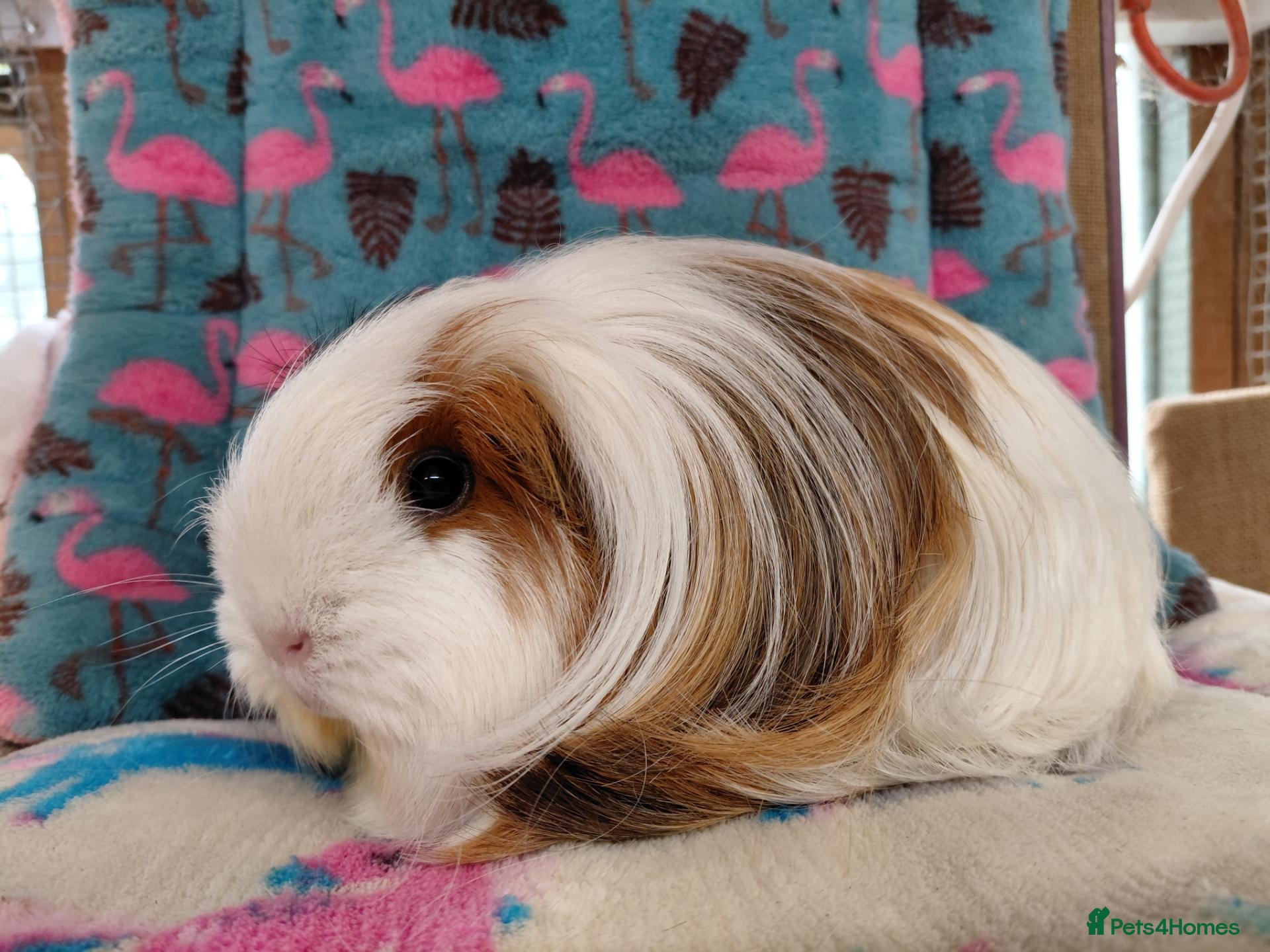 Guinea Pig rodents Young Adult Teddy Sow/Retired Young Adults  - Advert 11