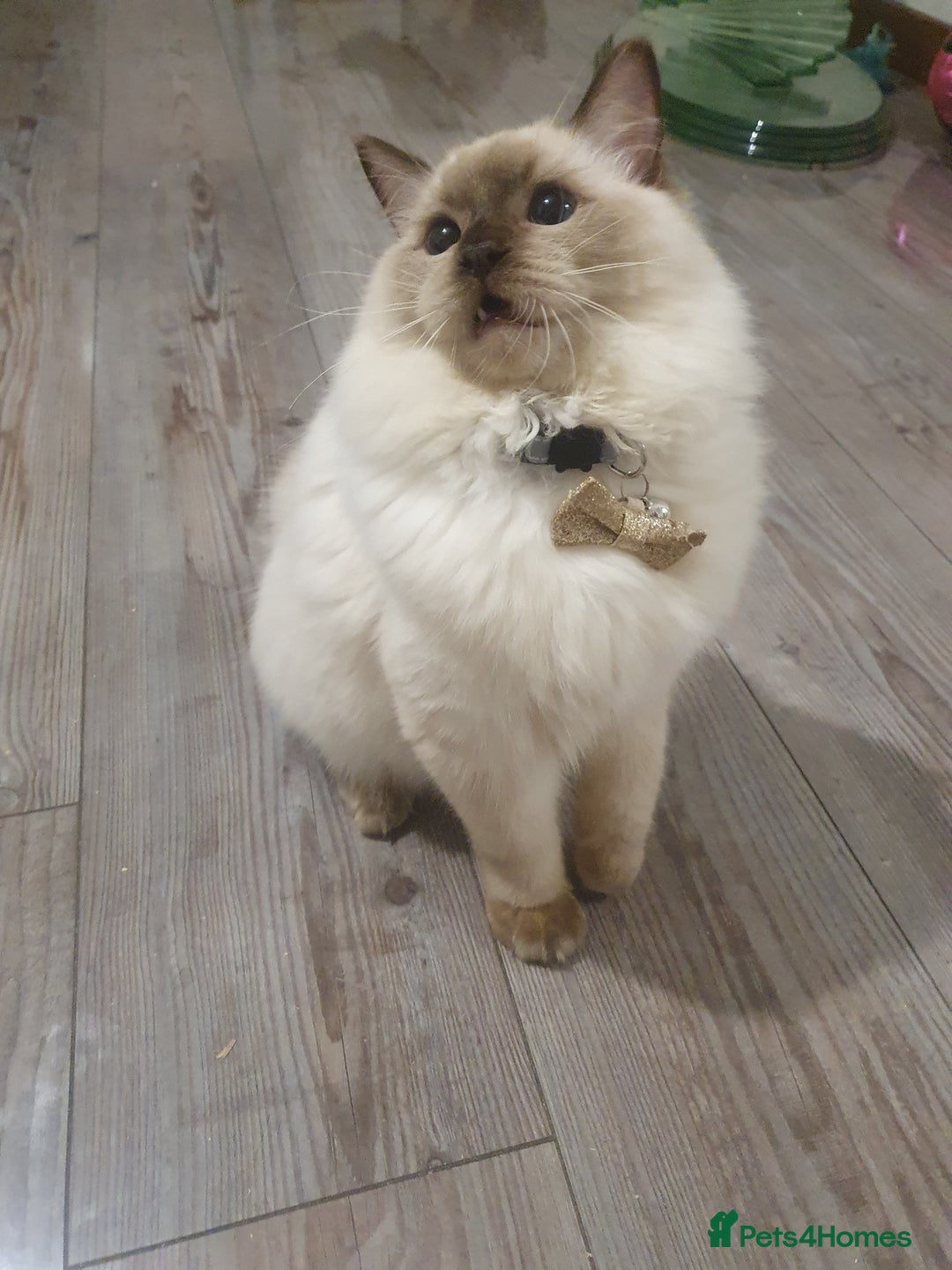 Ragdoll cats for sale: 6.5Months RagdollBoys - Advert 24