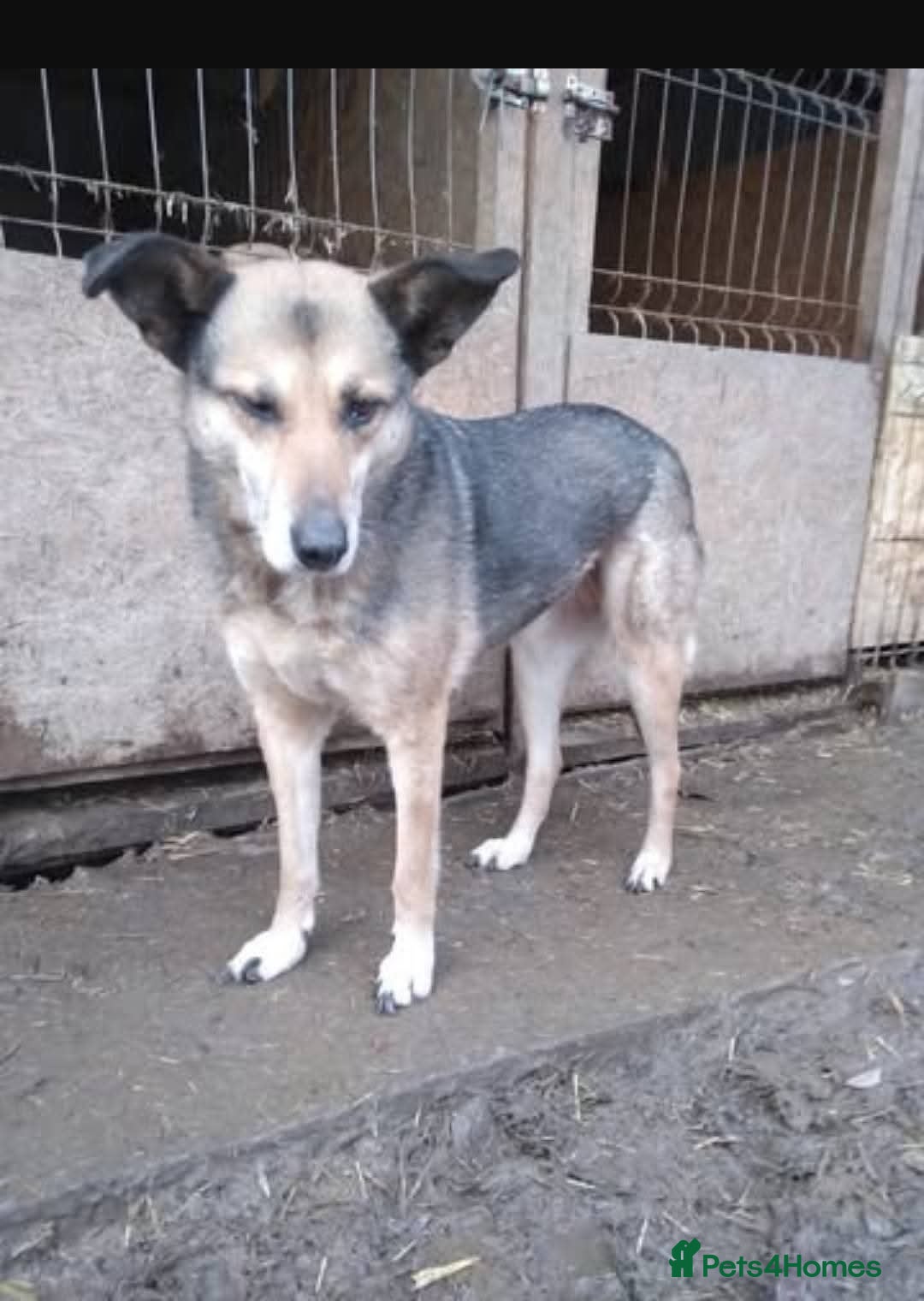 Mixed Breed dogs for adoption: Meet Lima, currently residing in North Wales - Image 7