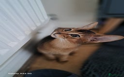 Abyssinian cats for sale: 5✨TICA Beautiful Abyssinian Kittens - Image 10