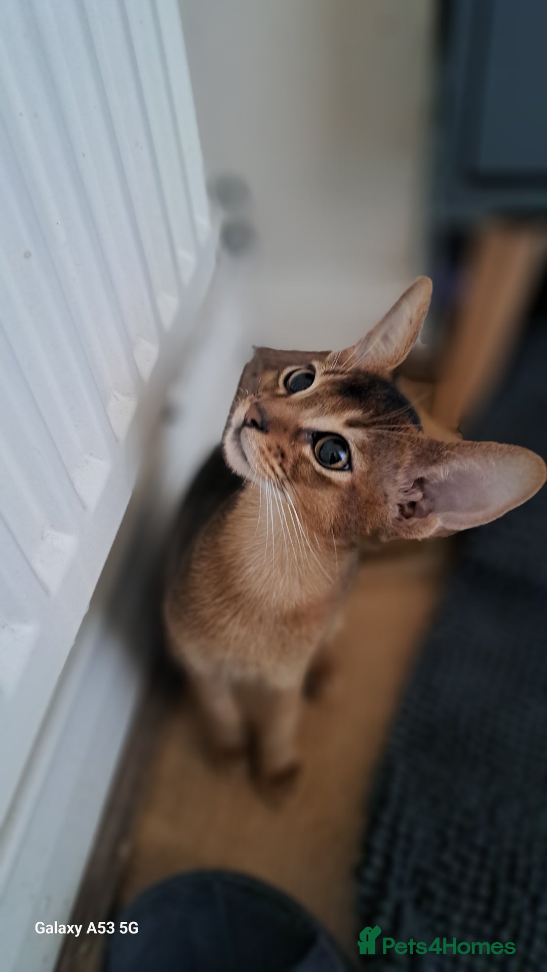 Abyssinian cats for sale: 5✨TICA Beautiful Abyssinian Kittens - Image 10