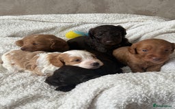 Cockapoo dogs for sale: 🐾Beautiful F2 cockapoos  🐾 - Image 14