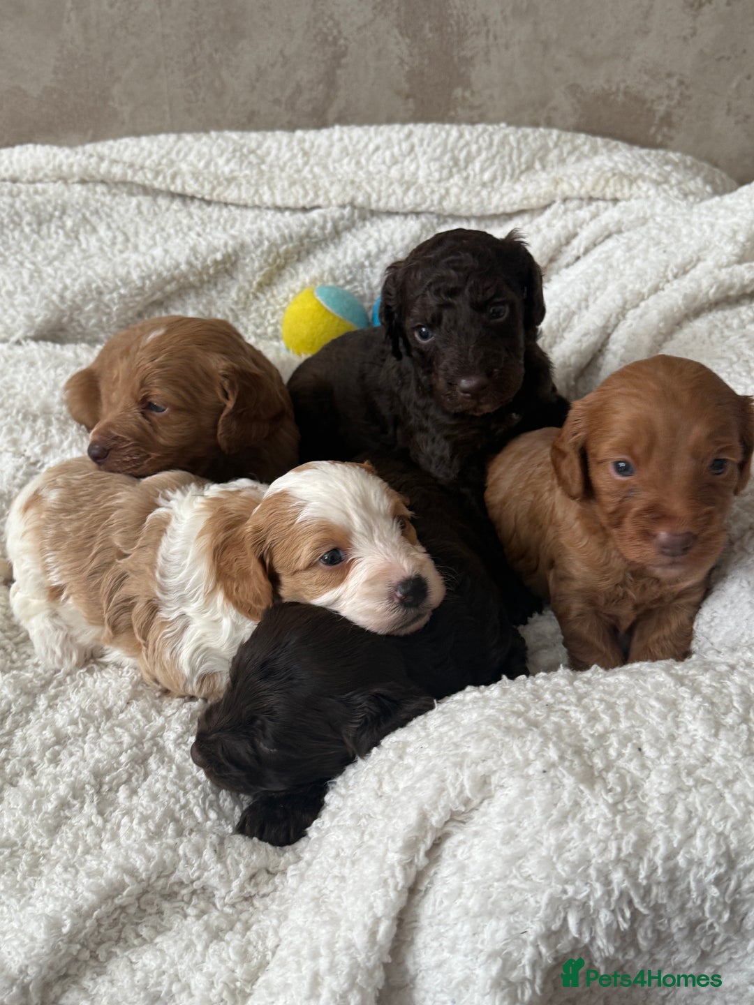 Cockapoo dogs for sale: 🐾Beautiful F2 cockapoos  🐾 - Image 14