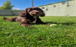 Cockapoo dogs for sale: MALE Cockapoo for sale - Image 12