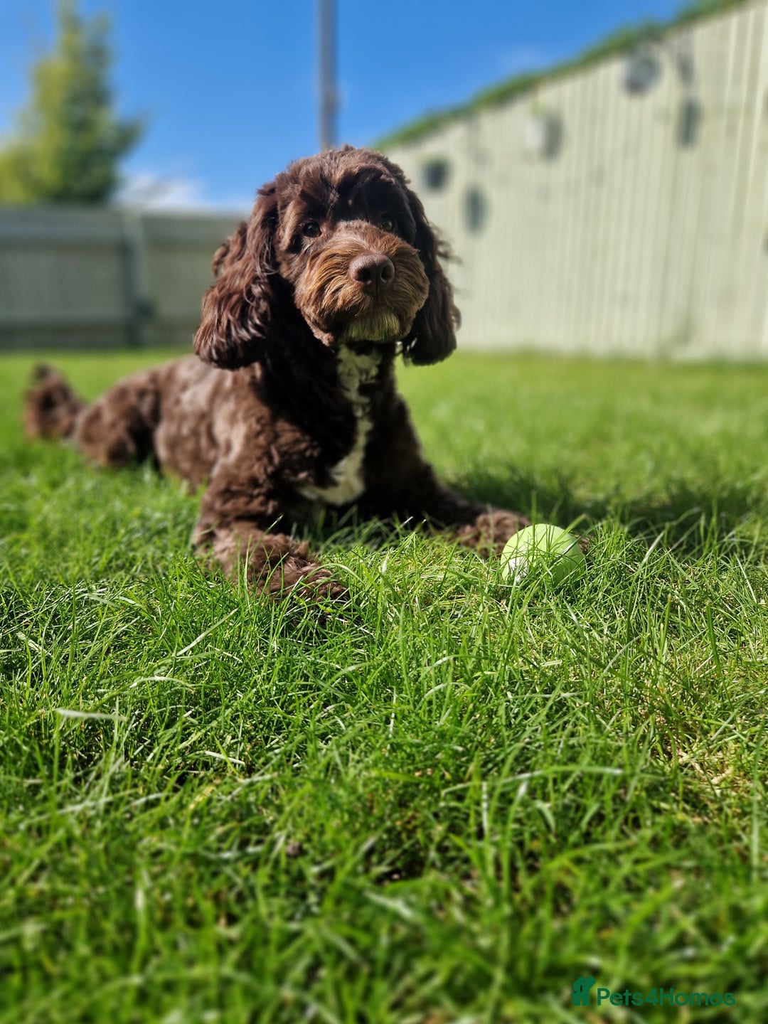 Cockapoo dogs for sale: MALE Cockapoo for sale - Image 12