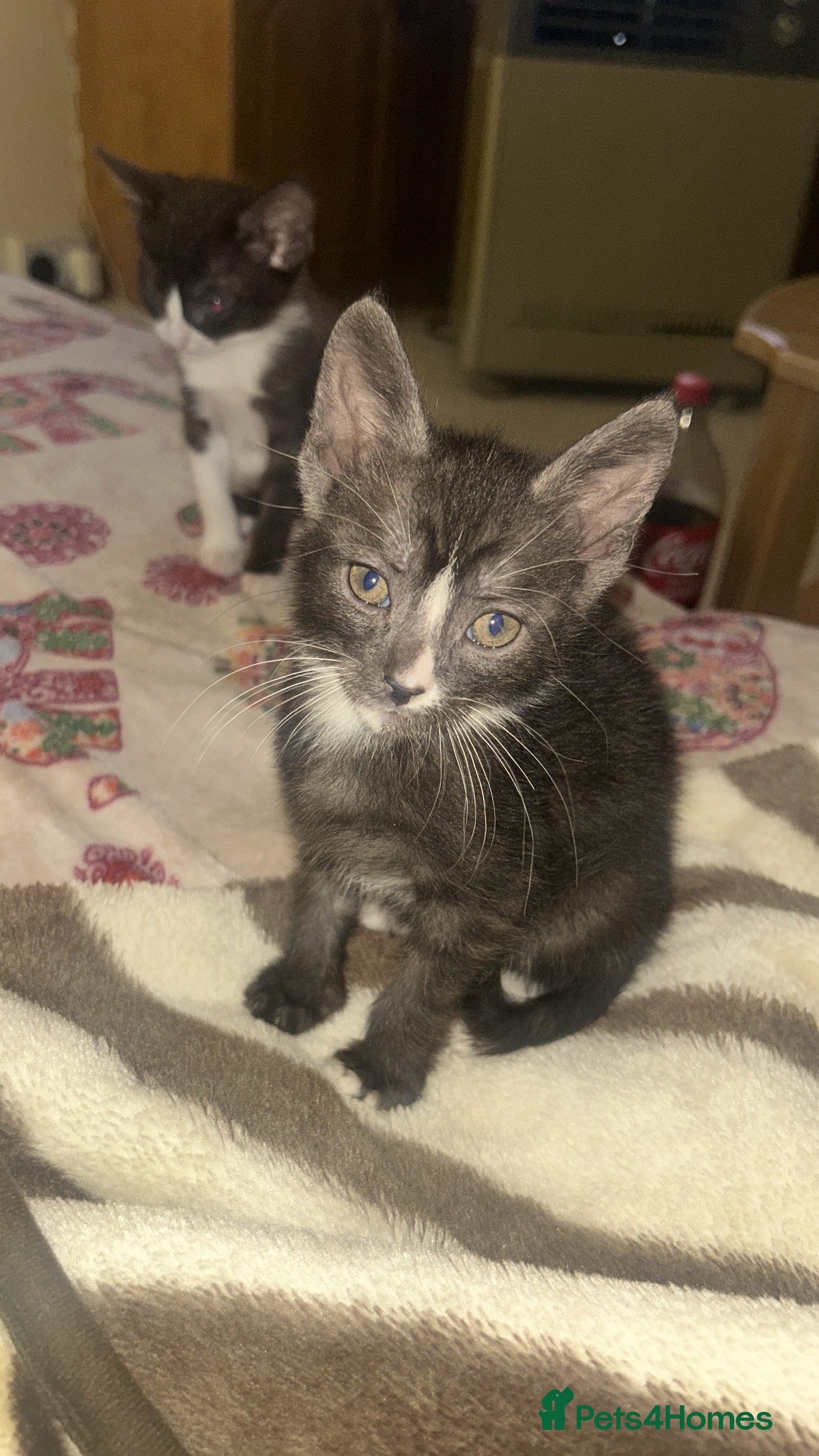 Mixed Breed cats READY NOW 1 Beautiful kitten left - Advert 6