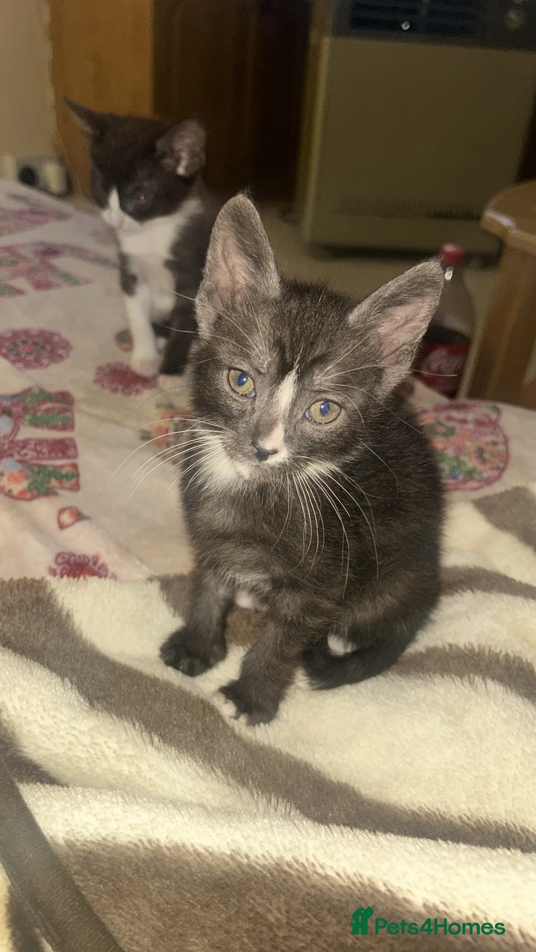 Mixed Breed cats for sale: READY NOW 1 Beautiful kitten left - Advert 1