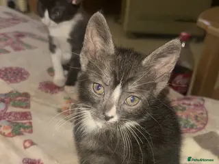 Mixed Breed cats READY NOW 1 Beautiful kitten left - Advert 1