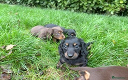 Miniature Dachshund dogs for sale: miniature Dasher - Image 12