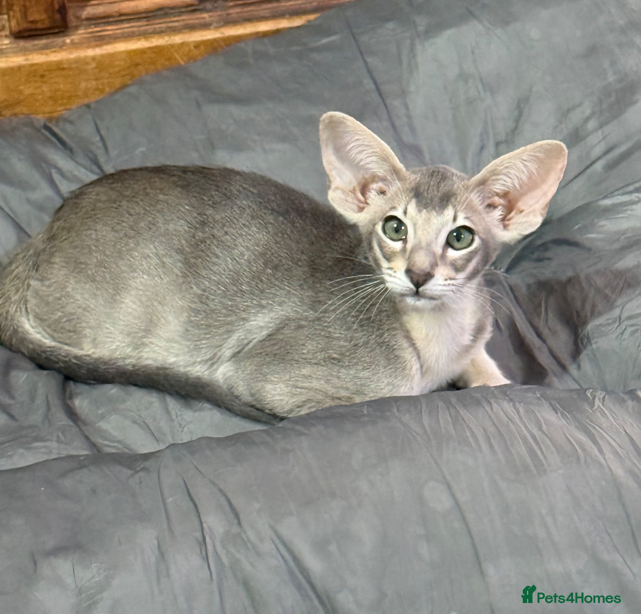 Oriental cats SHOW QUALITY GCCF ORIENTAL SHORTHAIR KITTEN - Advert 1