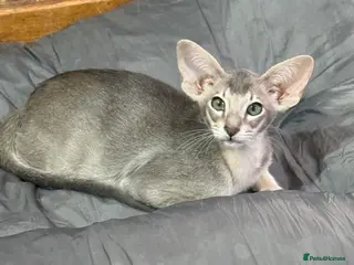Oriental cats SHOW QUALITY GCCF ORIENTAL SHORTHAIR KITTEN - Advert 1