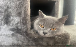 British Shorthair cats for sale: 2 BSH girls for sale together or separate - Image 2