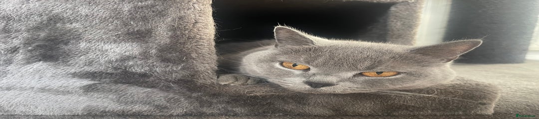 British Shorthair cat 1