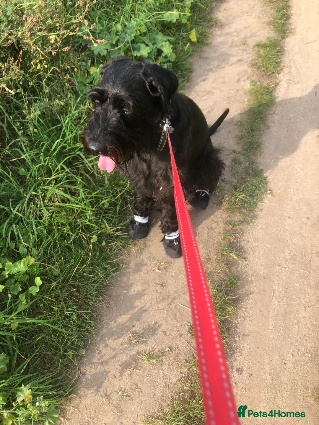 Schnauzer dogs for sale: Standard schnauzer aged 2 1/2 Boy  - Advert 4