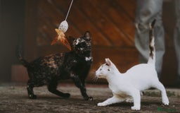 European cats for adoption: Tortoiseshell female Kitten - Image 5