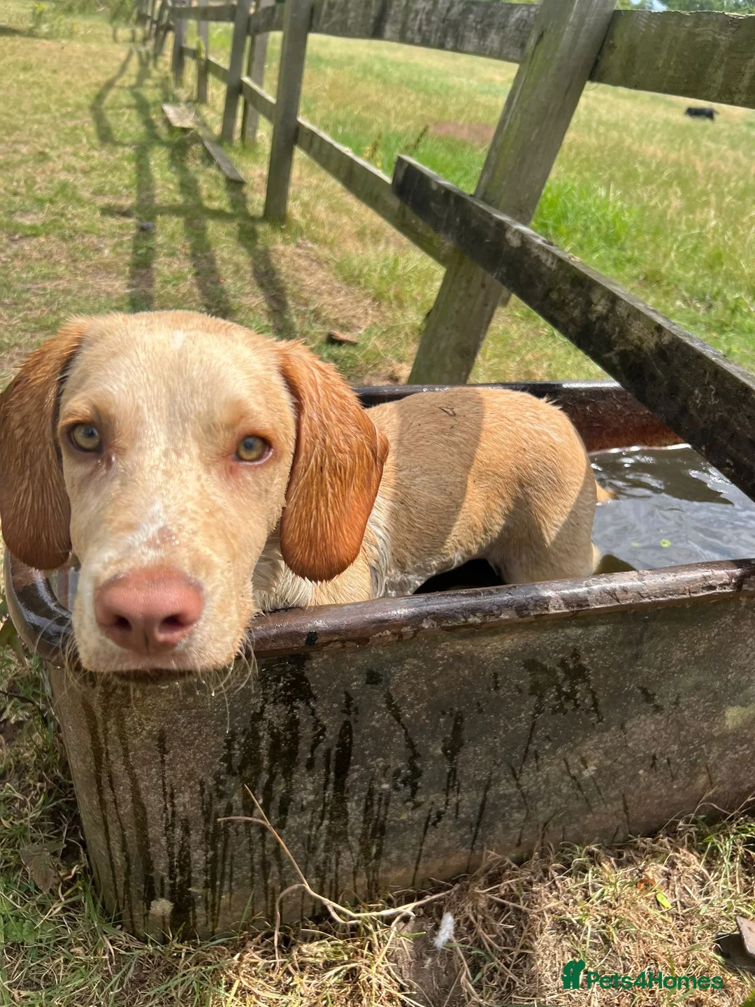 Cockerdor dogs for sale: Selling my blond 1yr old spanador  in Newton Aycliffe - Advert 2