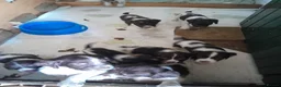 English Springer Spaniel dogs for sale: Springer spaniels puppies  in Spalding - Advert 1