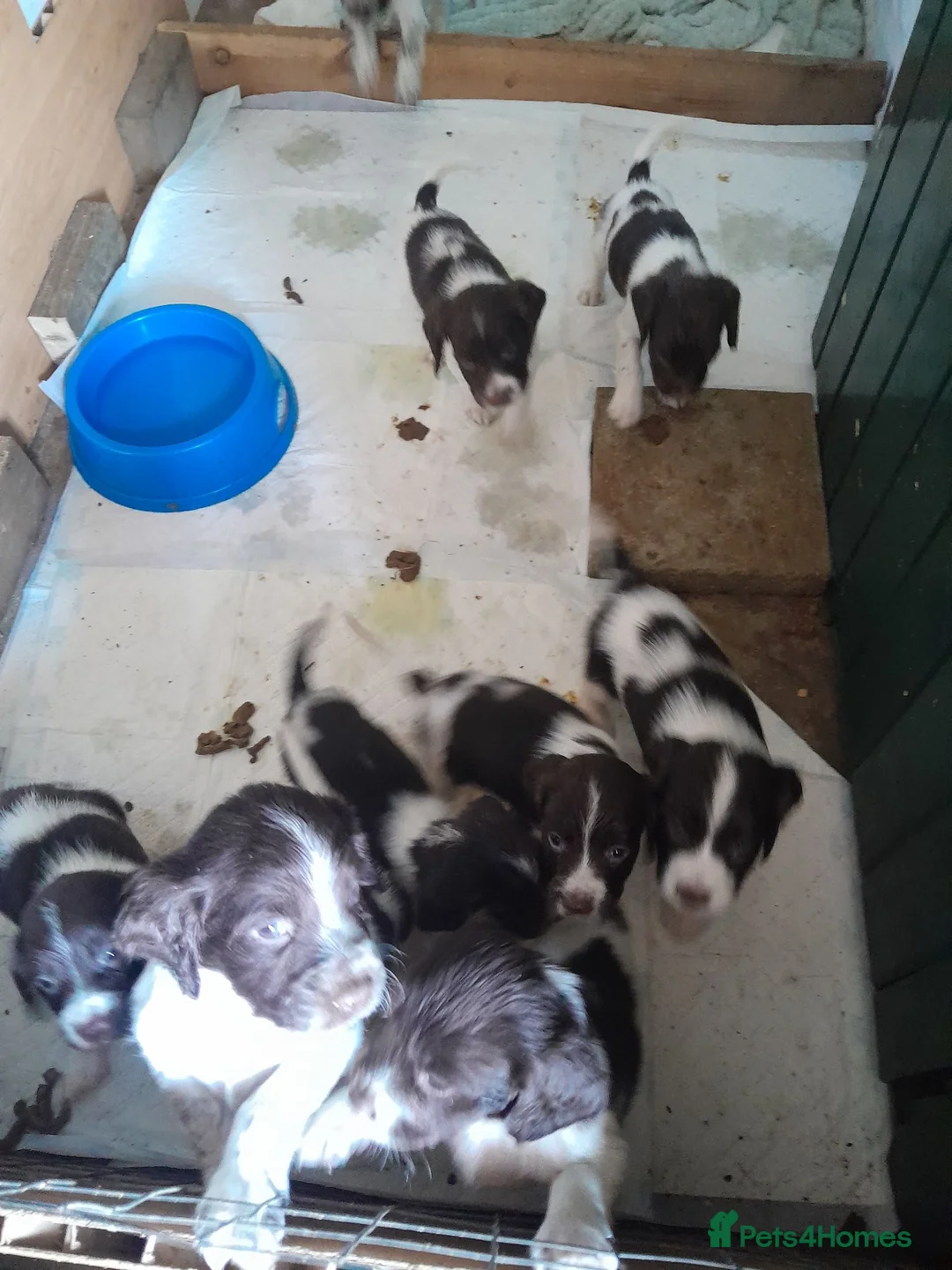 English Springer Spaniel dogs for sale: Springer spaniels puppies  in Spalding - Advert 1