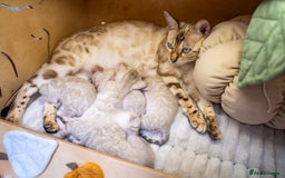 Bengal cats for sale: Pure Snow Bengals-TICA champions pedigree-Stunning - Image 14