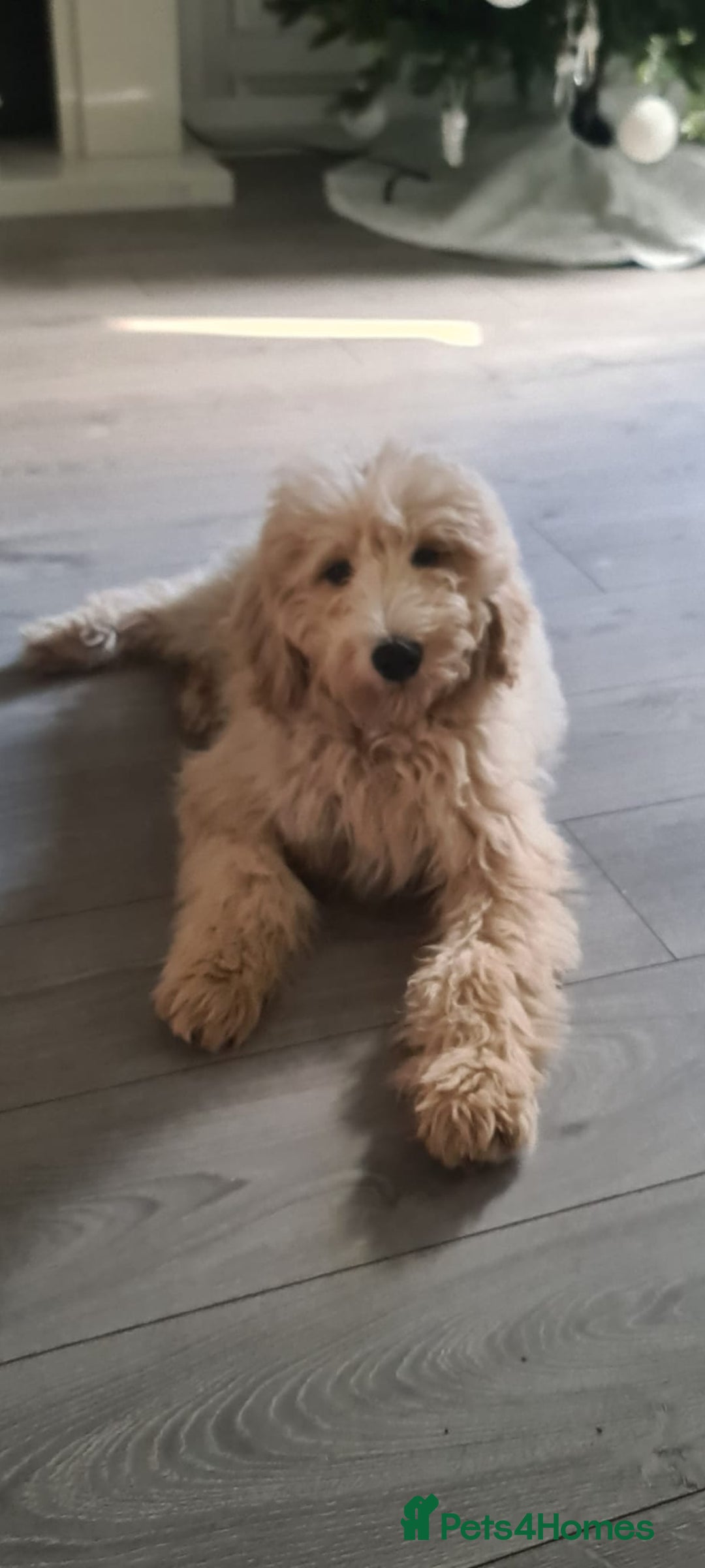 Labradoodle dogs for sale: 🐾 Labradoodle Puppies Expected Mid-January 🐾 - Advert 9