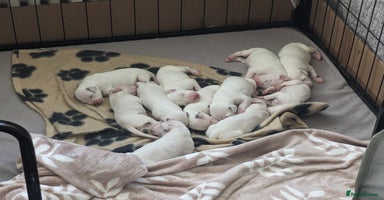 Dalmatian dogs - Advert 6