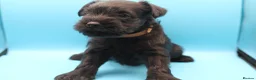 Miniature Schnauzer dogs for sale: 🌟 Exceptional KC Miniature Schnauzer Puppies 🌟 - Advert 12
