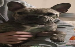 French Bulldog dogs for sale: GOLDEN French Bulldog  - Image 4