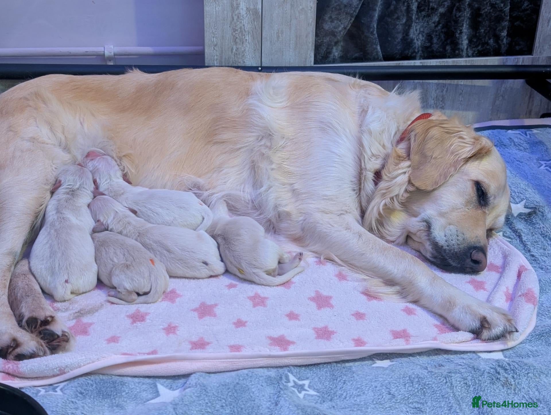 Golden Retriever dogs Bella’s Golden Gems 7 Gorgeous Puppies Coming Soon - Advert 7