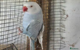 Ringnecks birds for sale: Ringneck Female  - Image 5