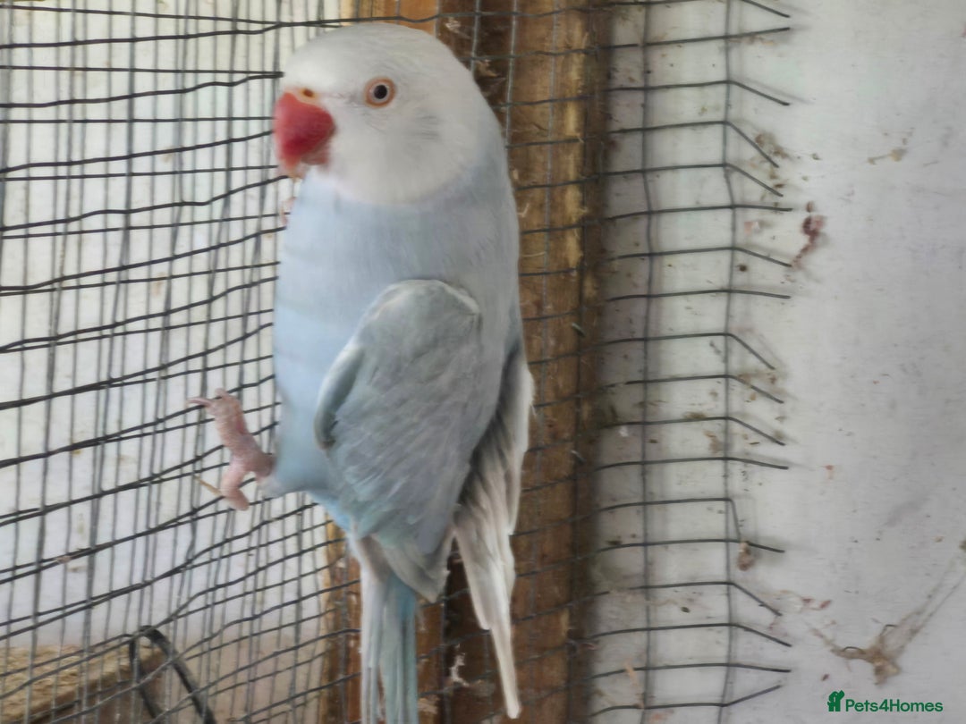 Ringnecks birds for sale: Ringneck Female  - Image 5